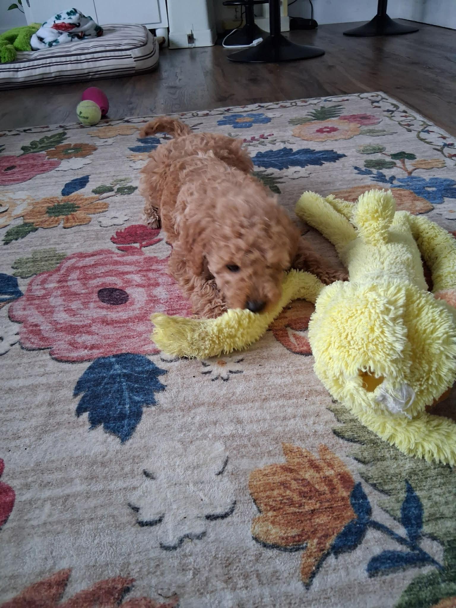 Benson, adoptable, Puppy Male Goldendoodle.