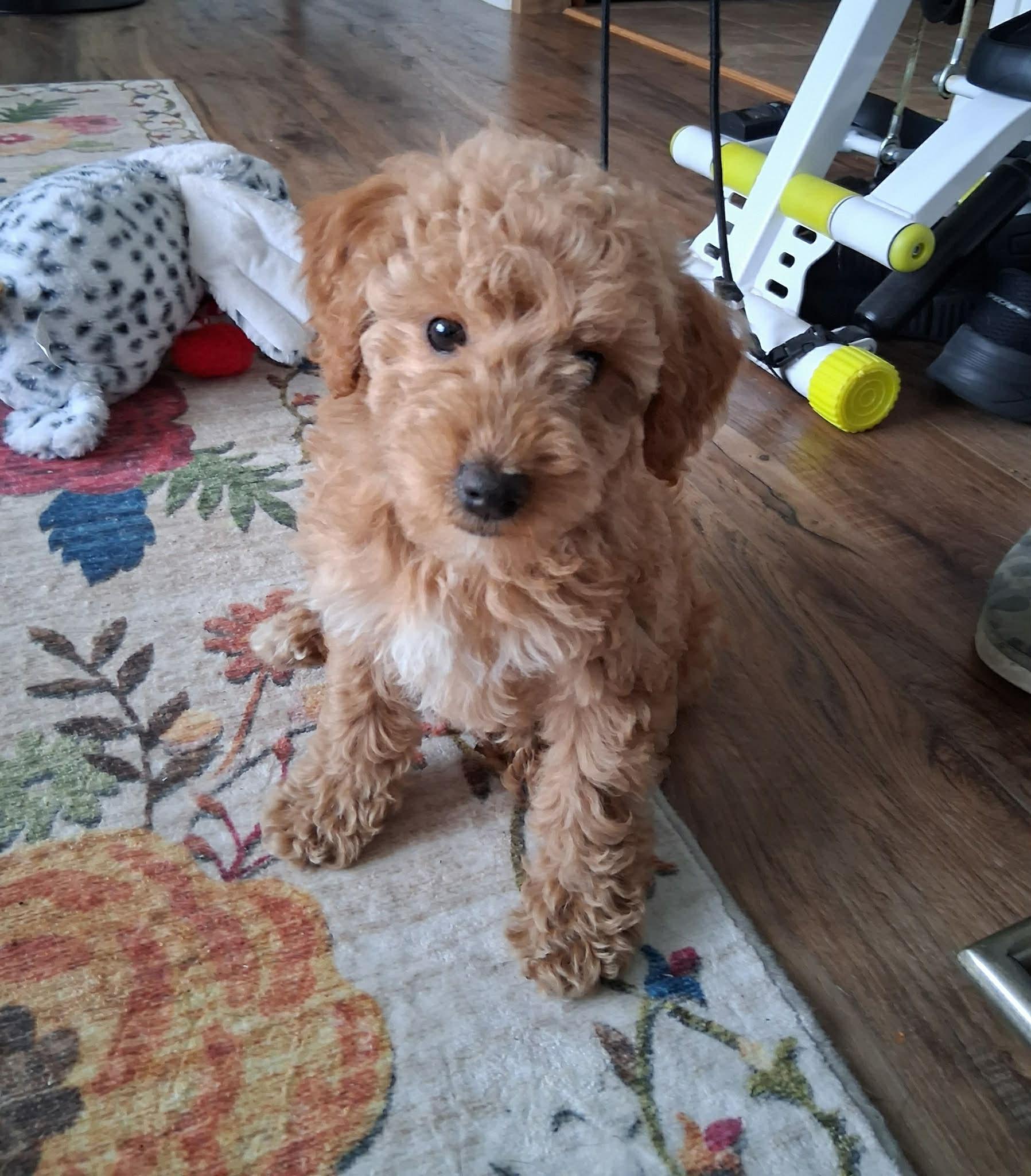 Benson, an adoptable Goldendoodle in Brunswick, ME image 2/3