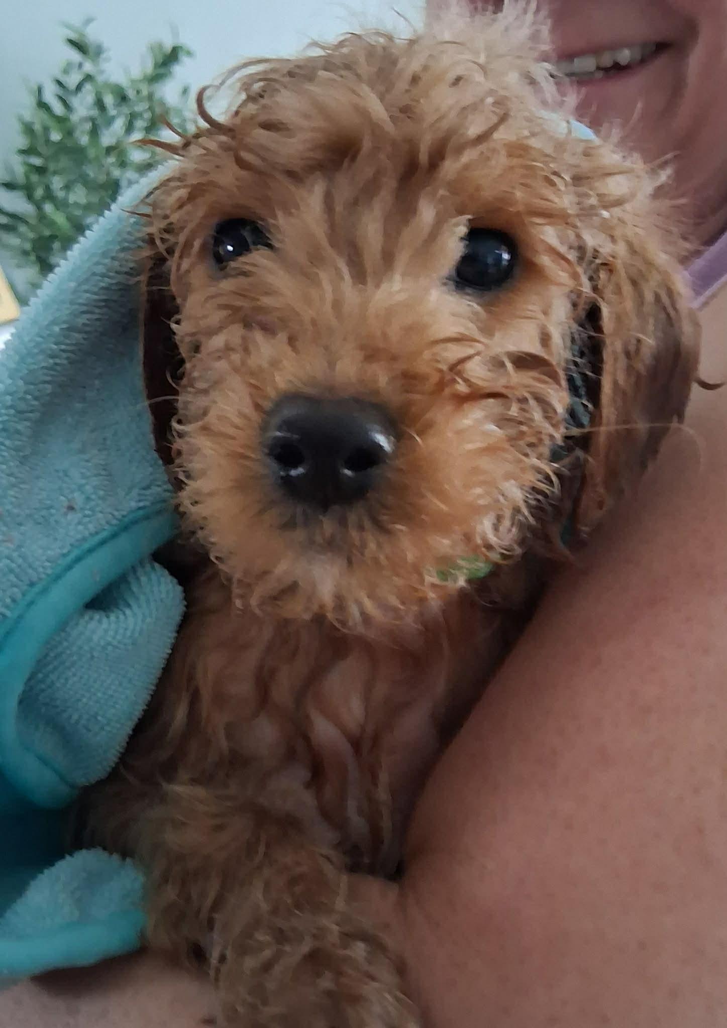 Benson, an adoptable Goldendoodle in Brunswick, ME image 3/3