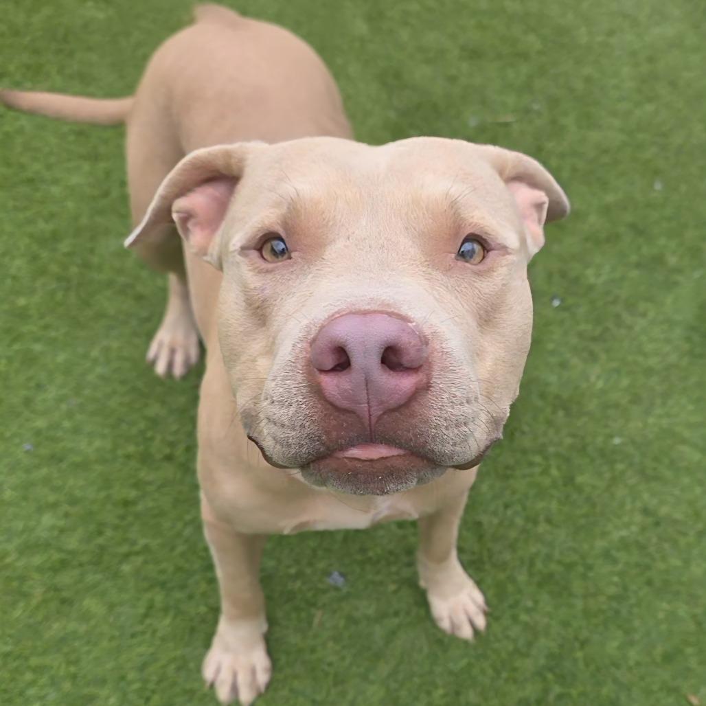 Enlarge Valcor, a Adoptable Pit Bull Terrier in Chandler, AZ image 1/6