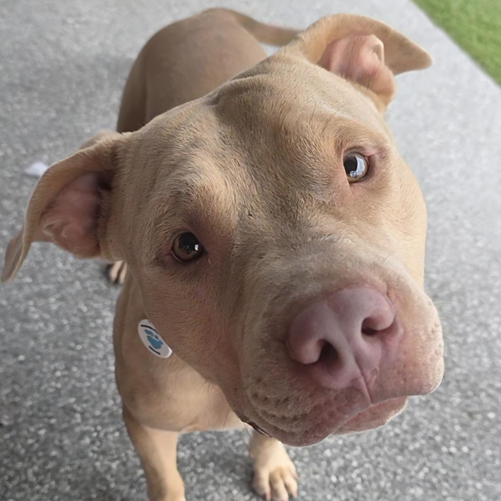 Enlarge Valcor, a Adoptable Pit Bull Terrier in Chandler, AZ image 2/6