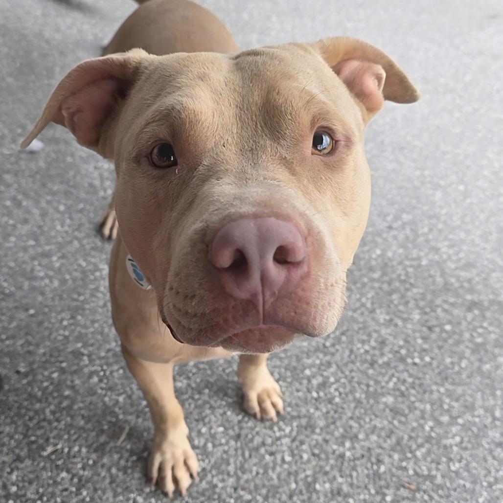 Enlarge Valcor, a Adoptable Pit Bull Terrier in Chandler, AZ image 3/6