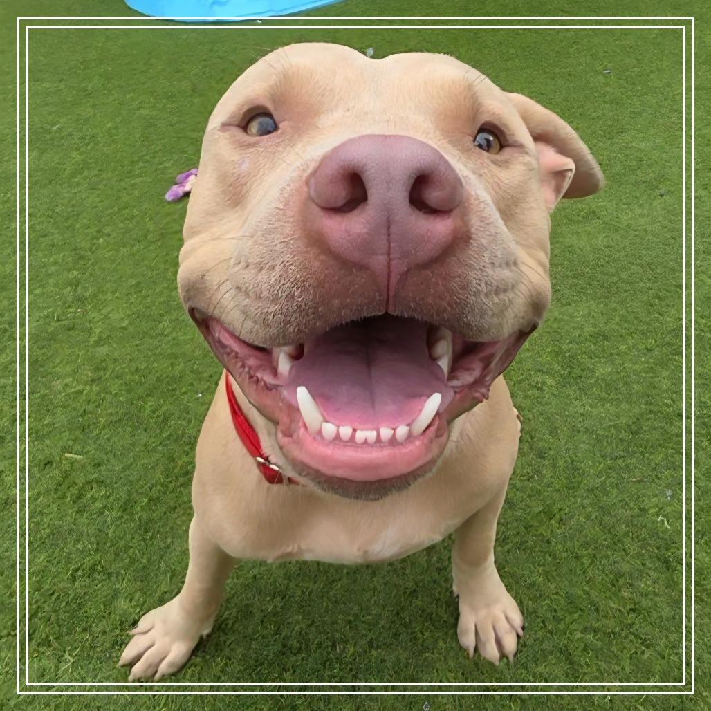 Enlarge Valcor, a Adoptable Pit Bull Terrier in Chandler, AZ image 4/6