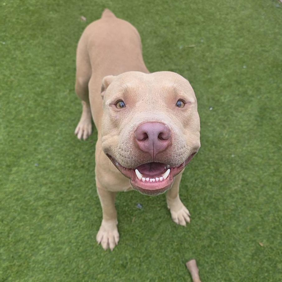Enlarge Valcor, a Adoptable Pit Bull Terrier in Chandler, AZ image 5/6