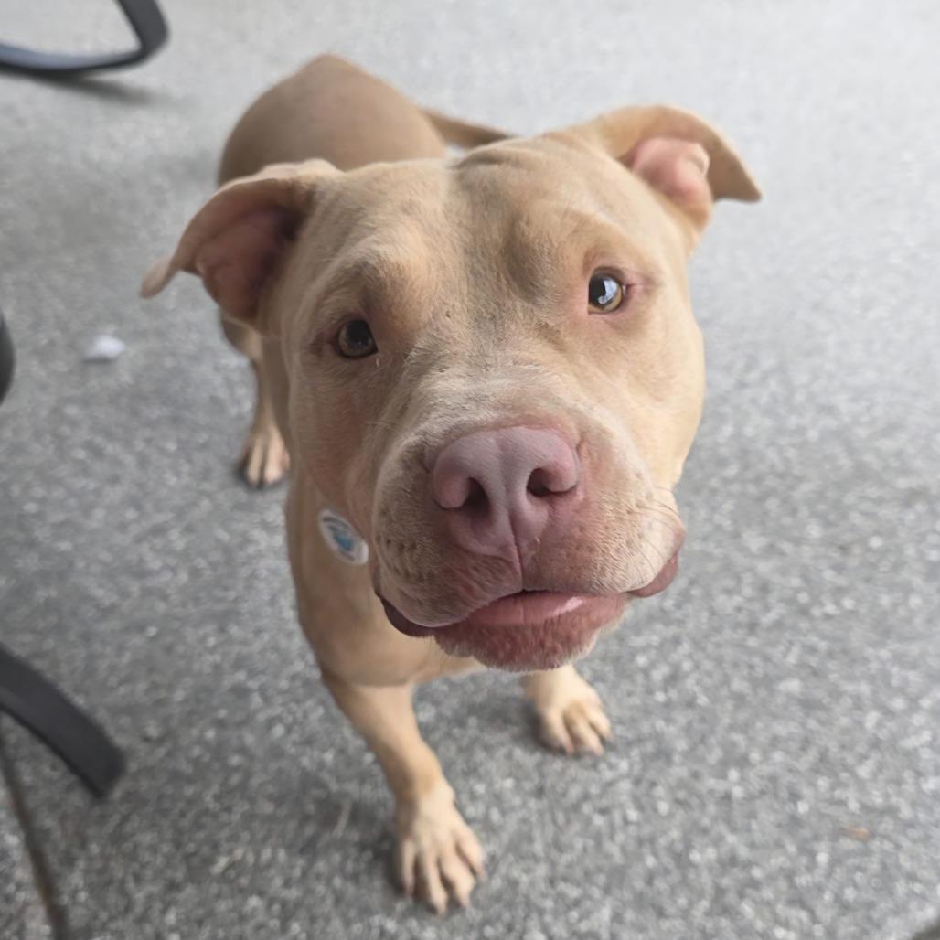 Enlarge Valcor, a Adoptable Pit Bull Terrier in Chandler, AZ image 6/6