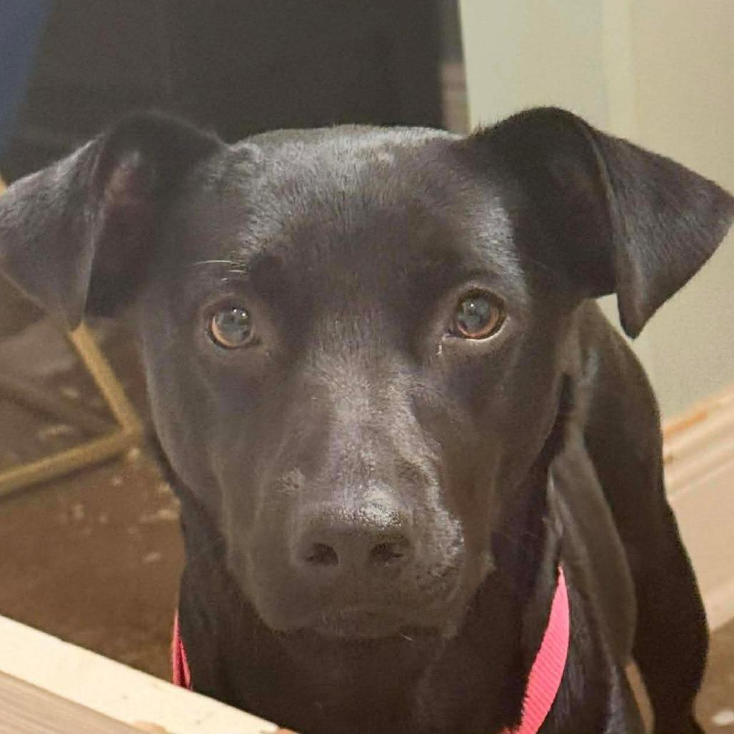 Roxy — thumbnail 2