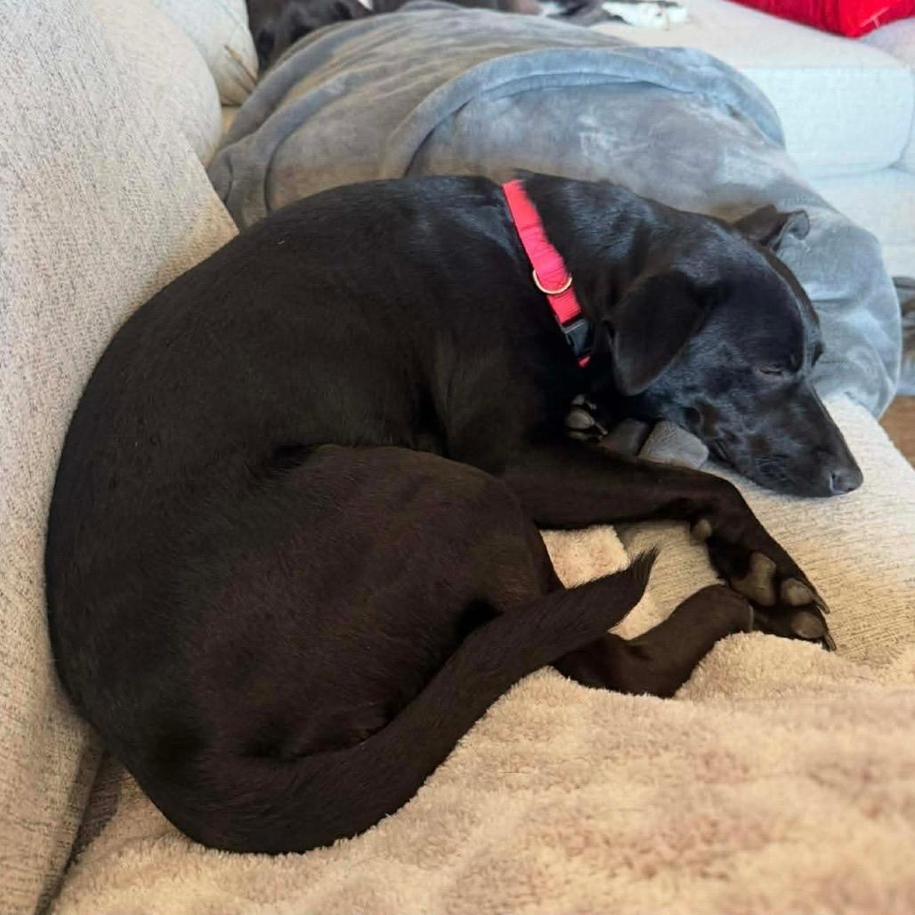 Roxy — thumbnail 3