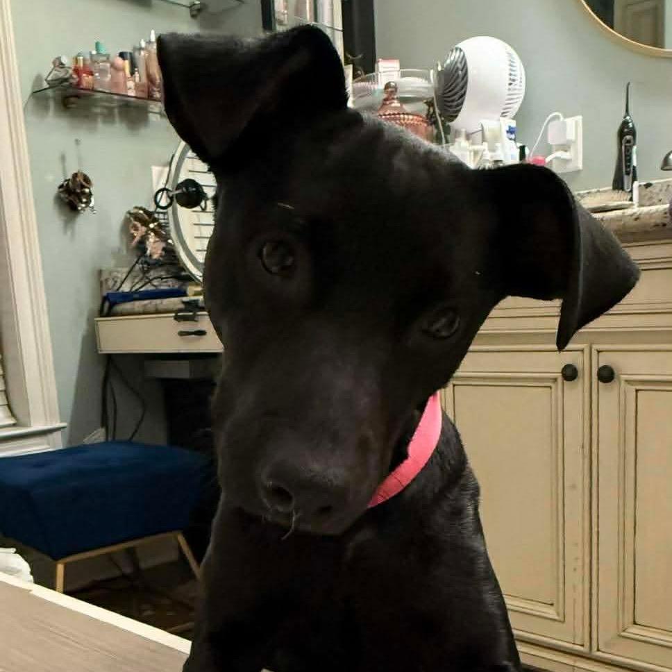 Roxy — thumbnail 4