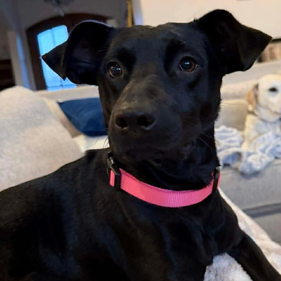 Roxy — thumbnail 5