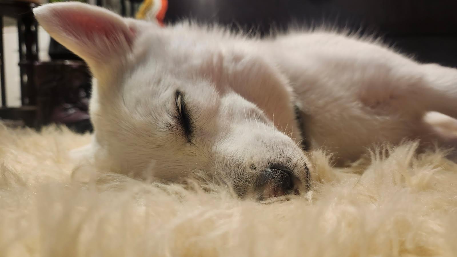 Timber, Adopted, Adult Male Eskimo Dog.