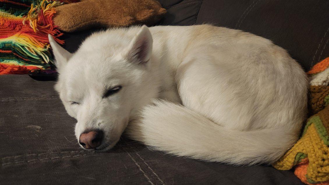 Enlarge Timber, a Adopted Eskimo Dog in Fort Collins, CO image 3/3