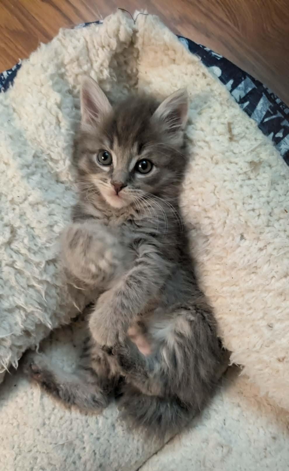 Enlarge Leo, an adopted Domestic Long Hair in Granite Falls, NC image 2/6