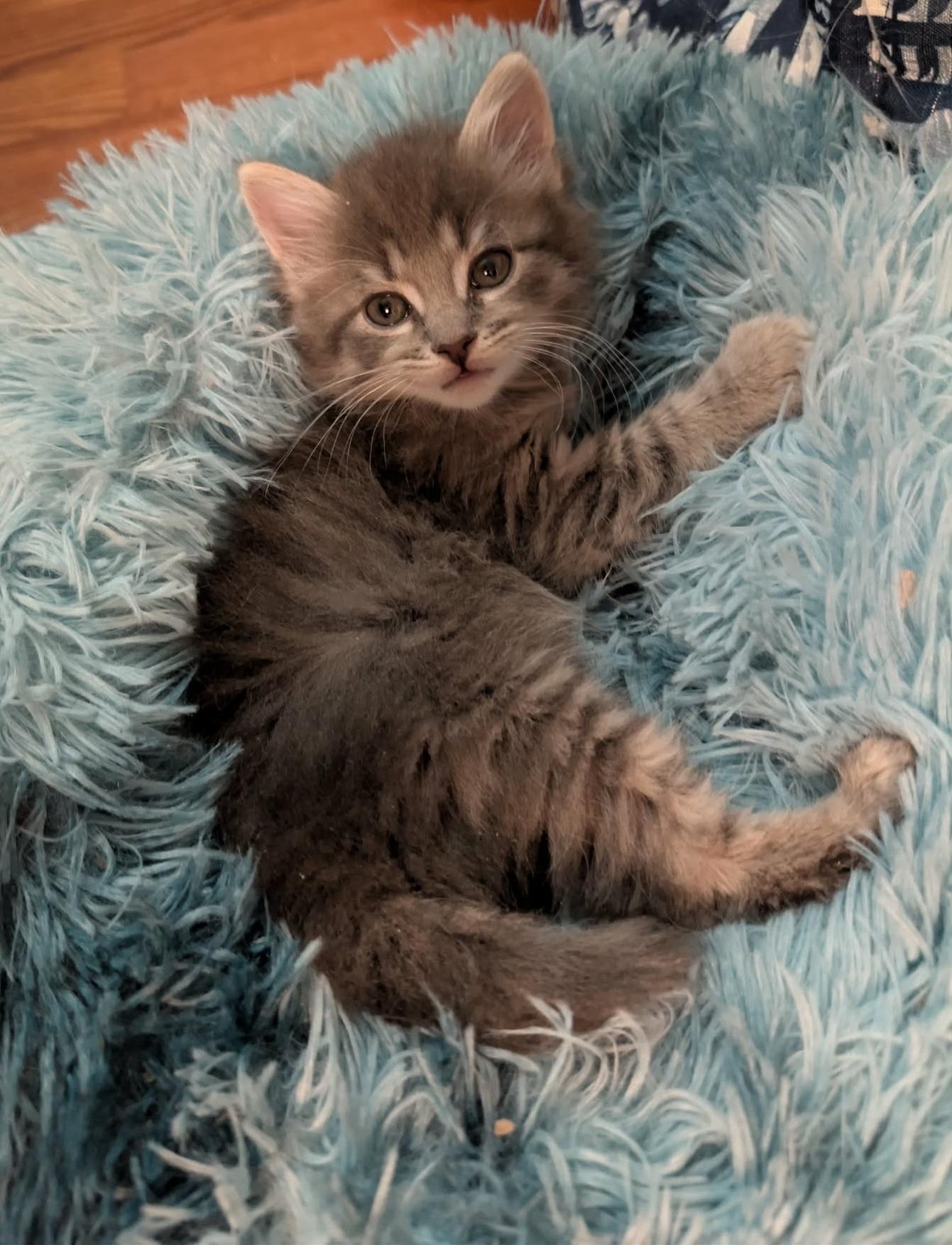 Enlarge Leo, an adopted Domestic Long Hair in Granite Falls, NC image 5/6