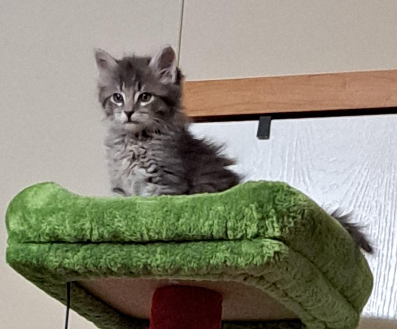 Enlarge Leo, an adopted Domestic Long Hair in Granite Falls, NC image 1/6