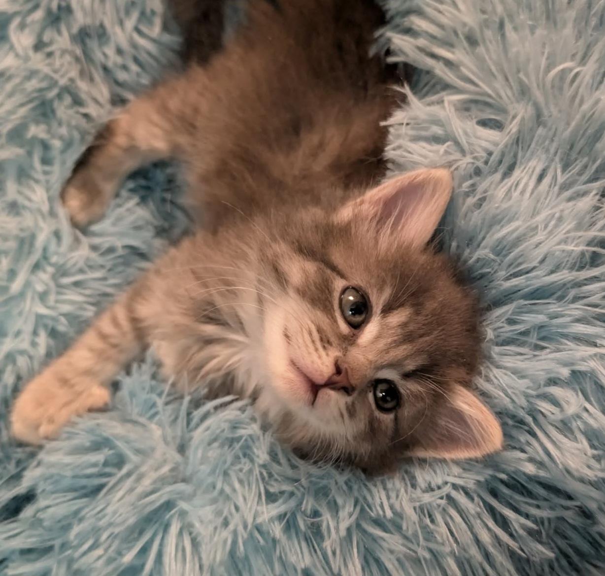 Enlarge Leo, an adopted Domestic Long Hair in Granite Falls, NC image 3/6