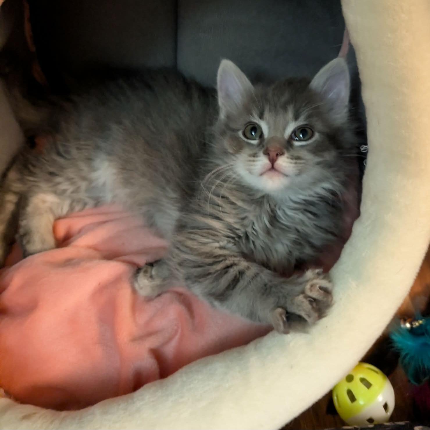 Enlarge Leo, an adopted Domestic Long Hair in Granite Falls, NC image 4/6