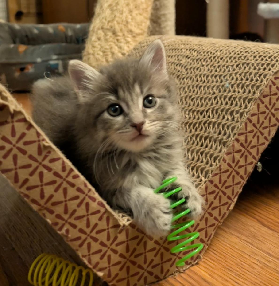 Enlarge Leo, an adopted Domestic Long Hair in Granite Falls, NC image 6/6