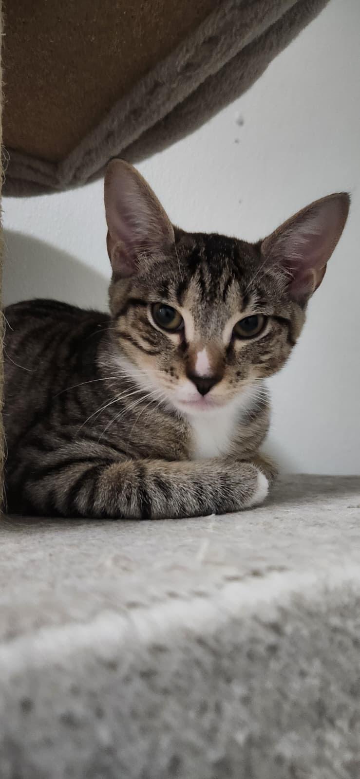 Hawk, a ADOPTABLE American Shorthair in Highland Park, NJ image 4/4