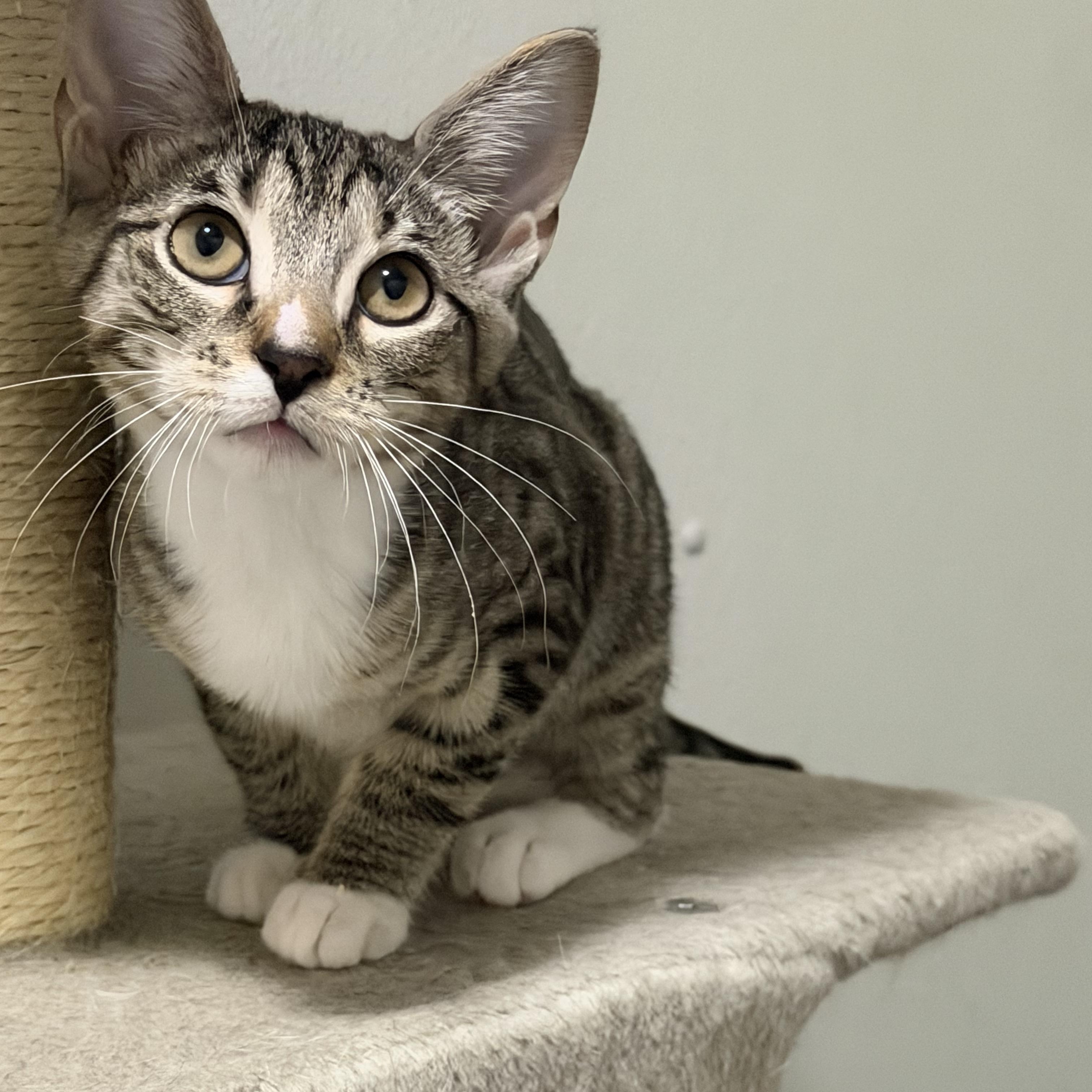Hawk, ADOPTABLE, Kitten Female American Shorthair.