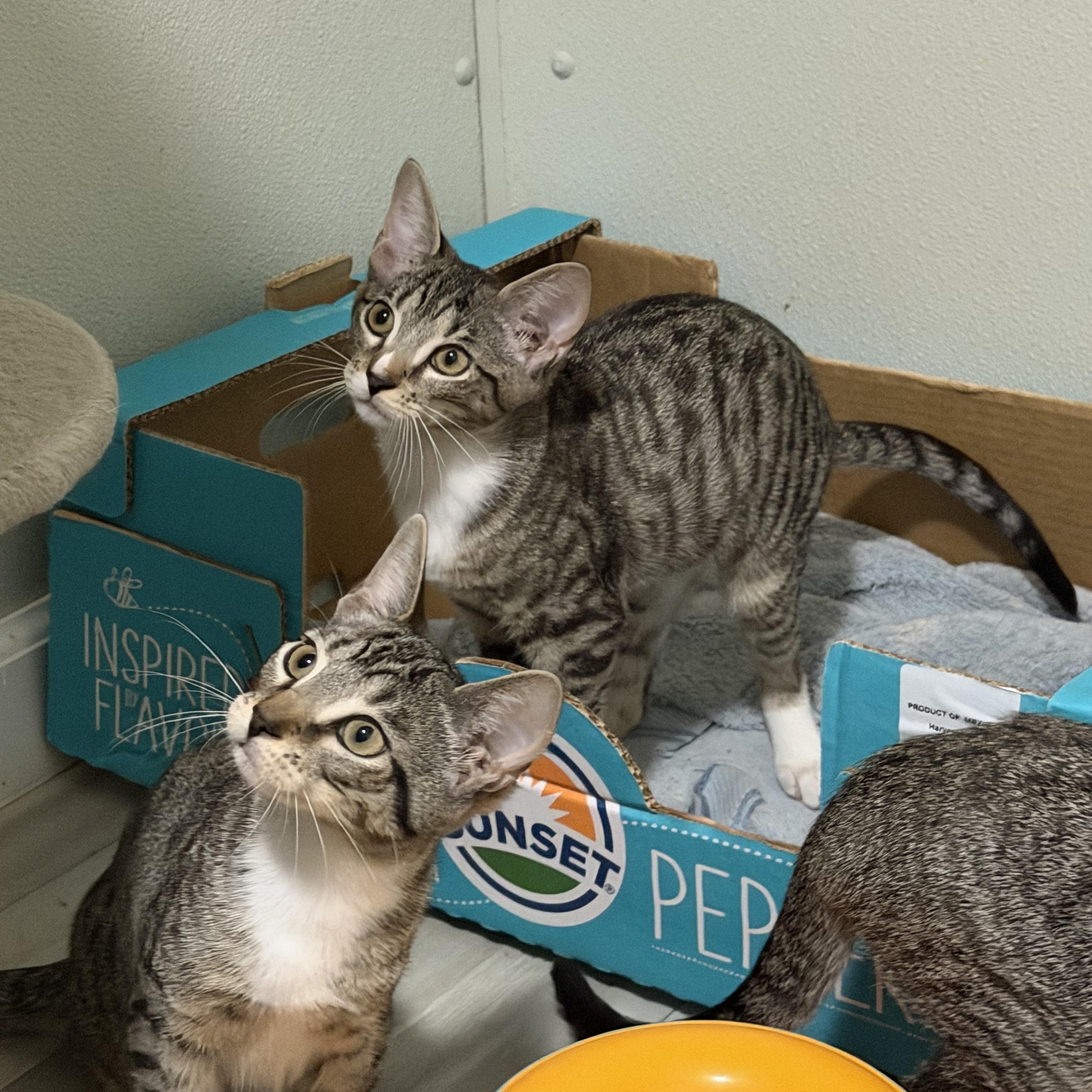 Hawk, a ADOPTABLE American Shorthair in Highland Park, NJ image 3/4