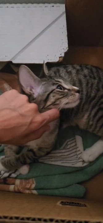 Enlarge Hawk, a ADOPTABLE American Shorthair in Highland Park, NJ video 2/4