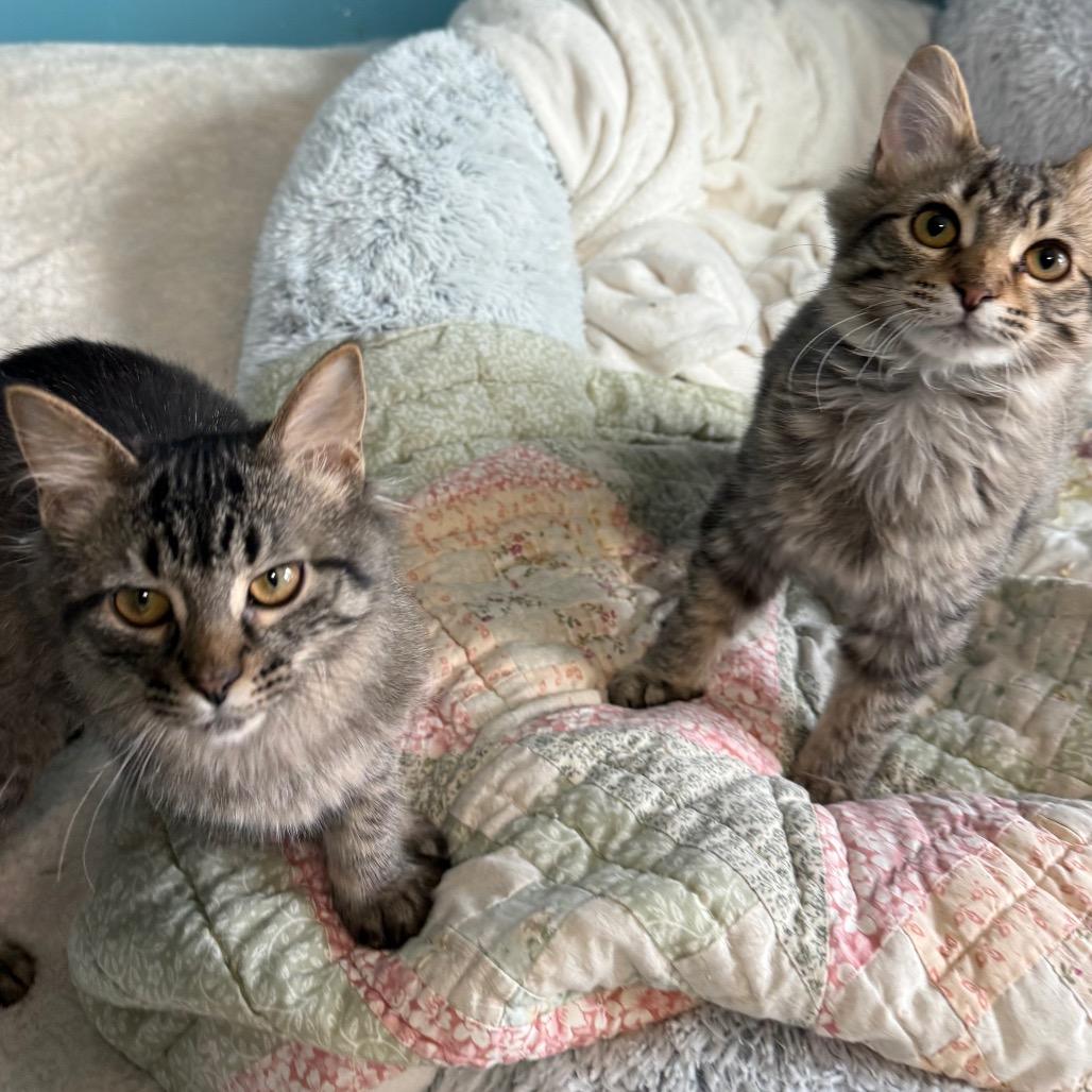 Enlarge Neutrino Weeds 55500, a Adoptable Domestic Medium Hair in Eaton Rapids, MI image 2/3