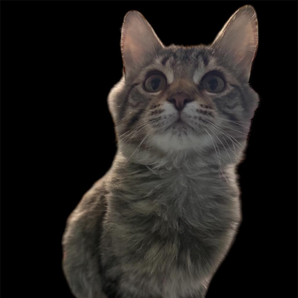 Enlarge Neutrino Weeds 55500, a Adoptable Domestic Medium Hair in Eaton Rapids, MI image 3/3