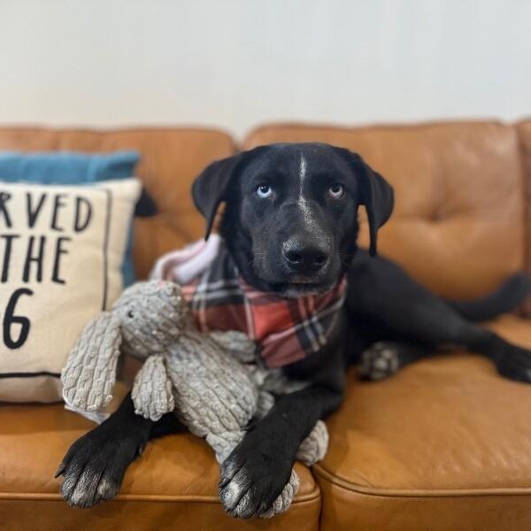 Oakley Sweet Paws — thumbnail 2