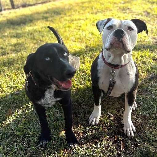 Oakley Sweet Paws — thumbnail 4