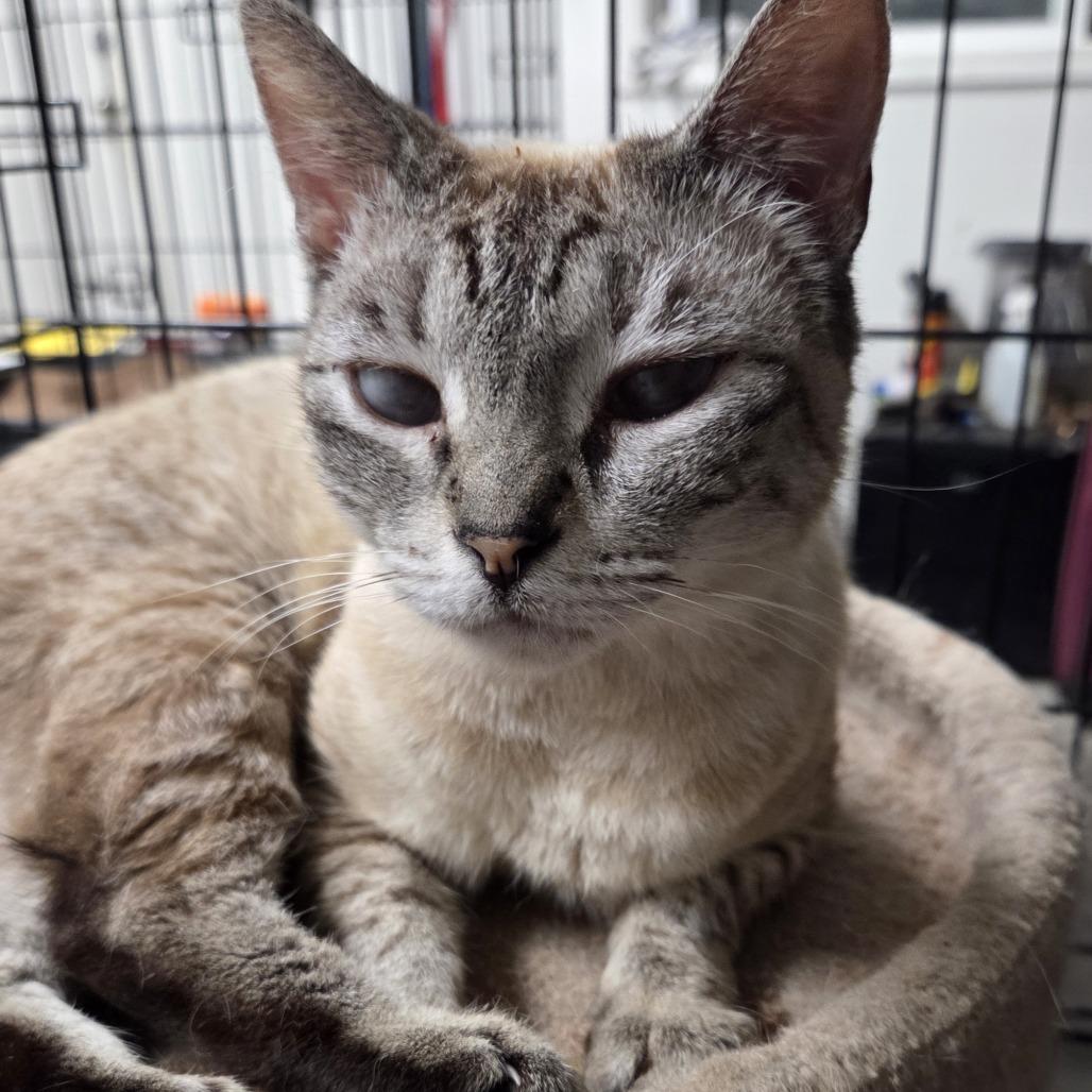 Pili, Adoptable, Adult Female Siamese & Domestic Short Hair.