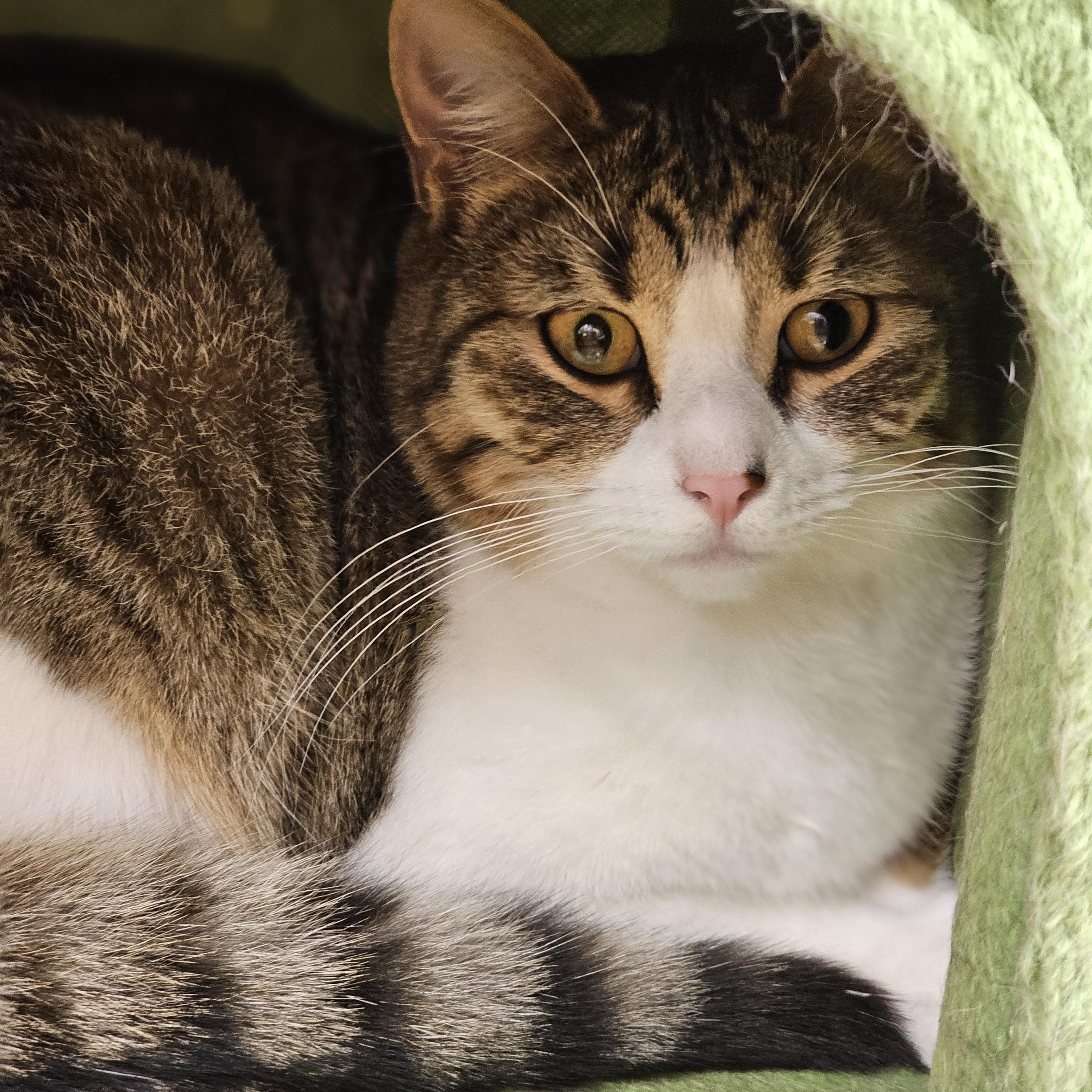 Bandai , a ADOPTABLE Tabby in Richmond, VA image 2/6