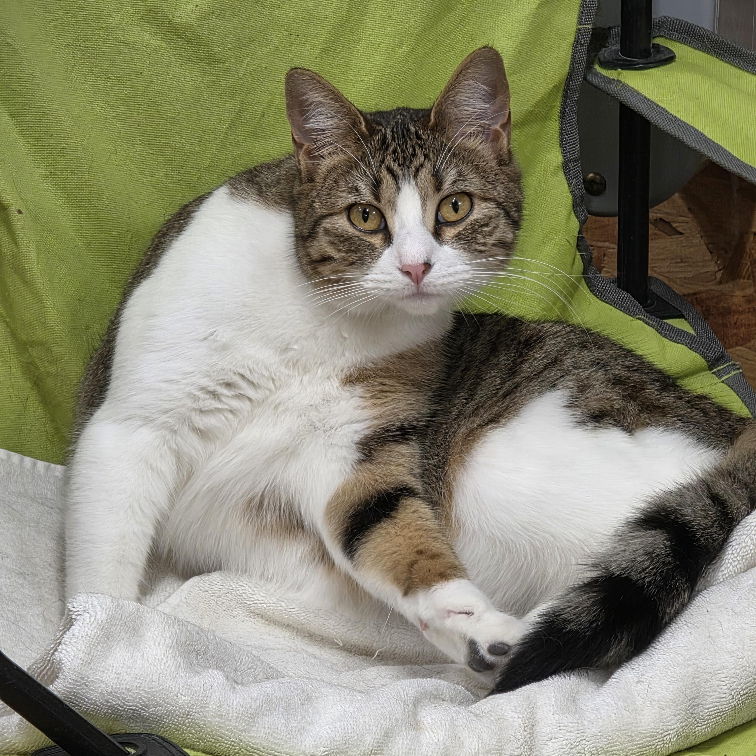 Bandai , ADOPTABLE, Young Female Tabby.