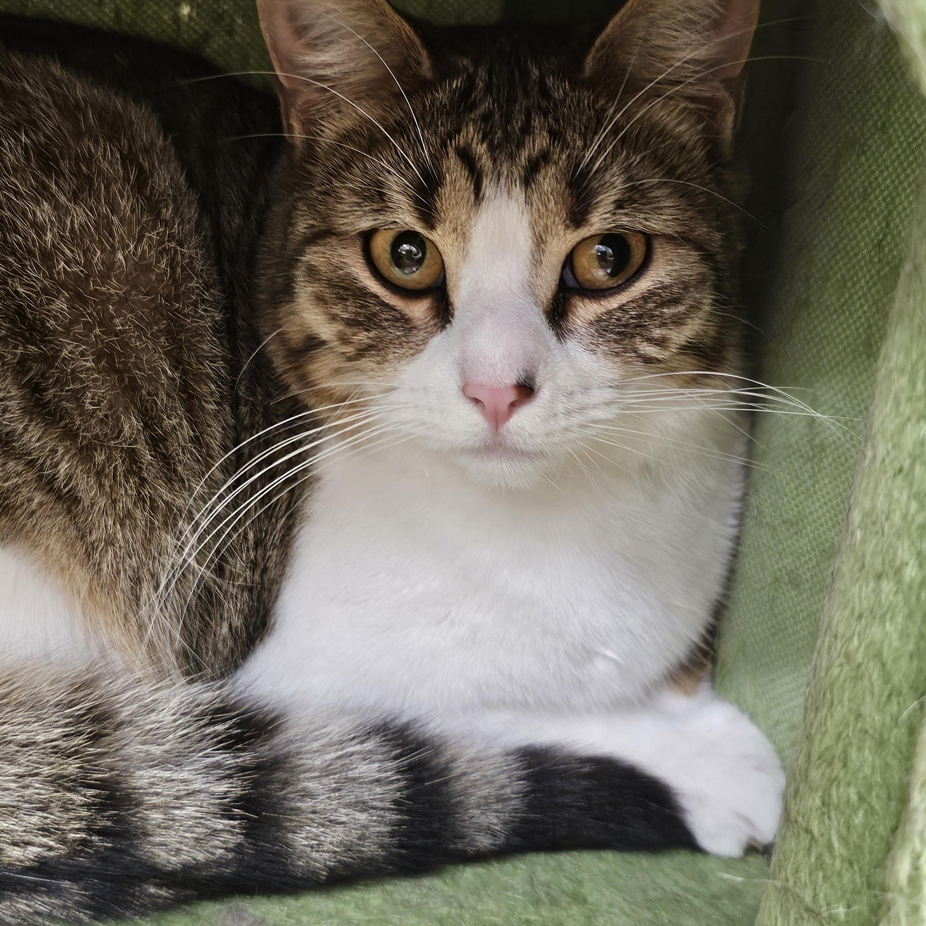 Bandai , a ADOPTABLE Tabby in Richmond, VA image 3/6