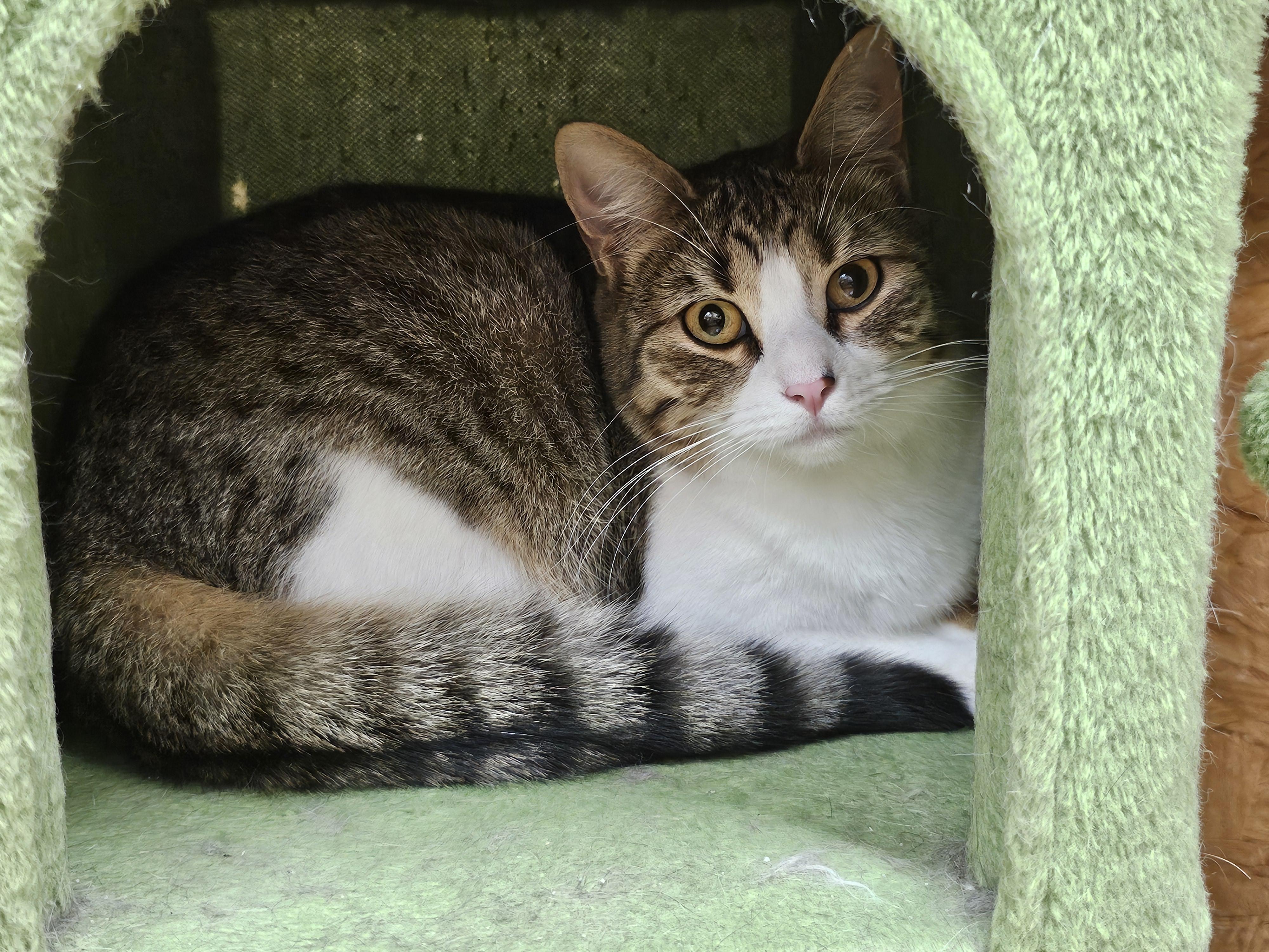 Bandai , a ADOPTABLE Tabby in Richmond, VA image 4/6