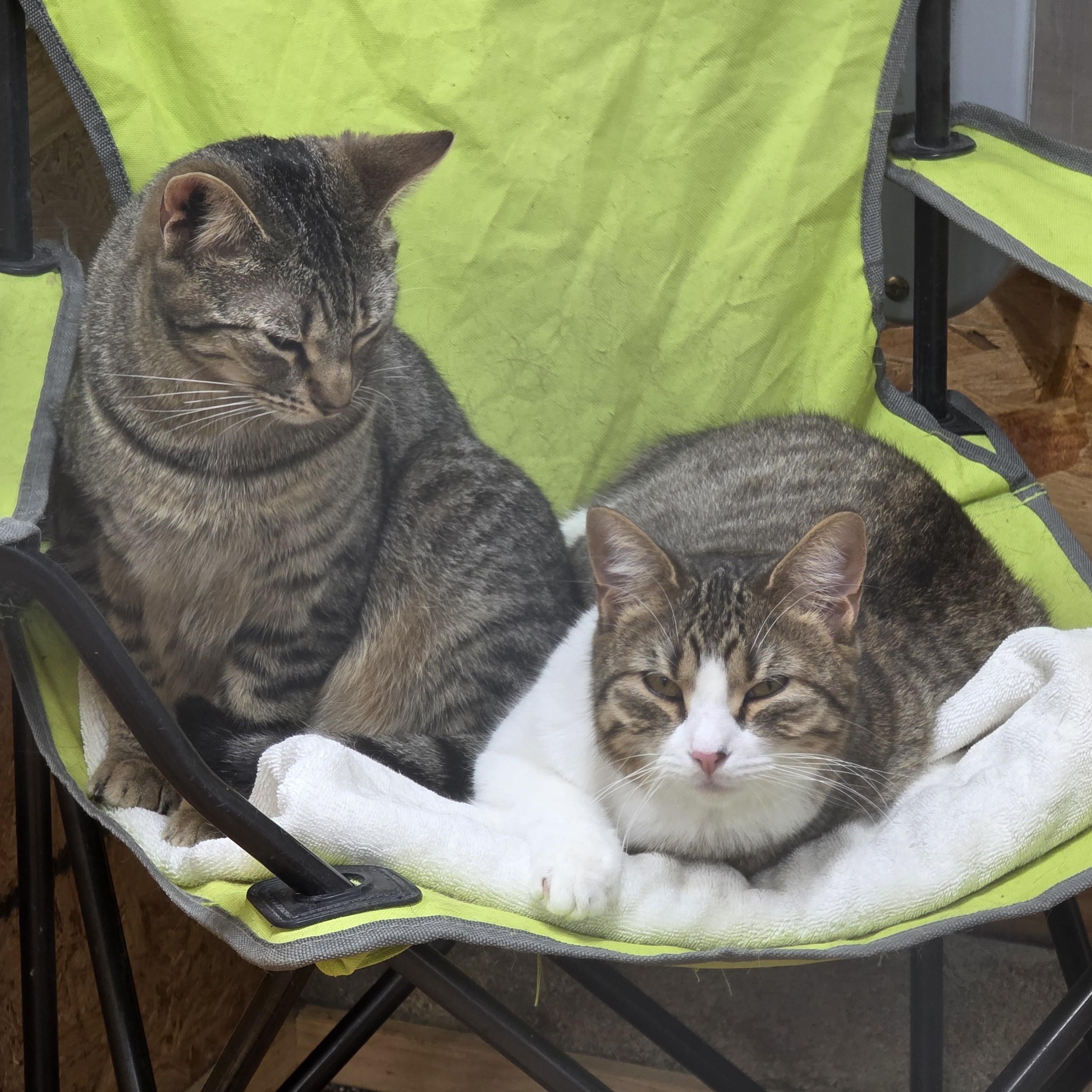 Bandai , a ADOPTABLE Tabby in Richmond, VA image 6/6