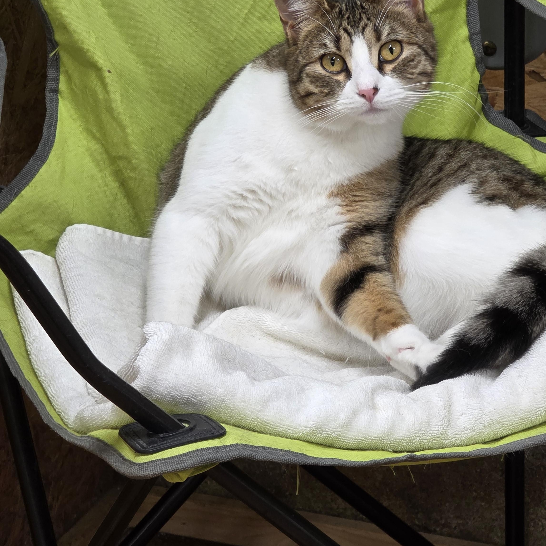 Bandai , a ADOPTABLE Tabby in Richmond, VA image 5/6