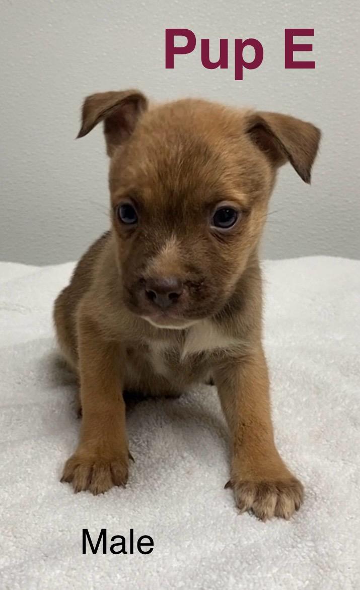 Enlarge Pup E, a ADOPTABLE Mixed Breed in Pomeroy, OH image 1/1