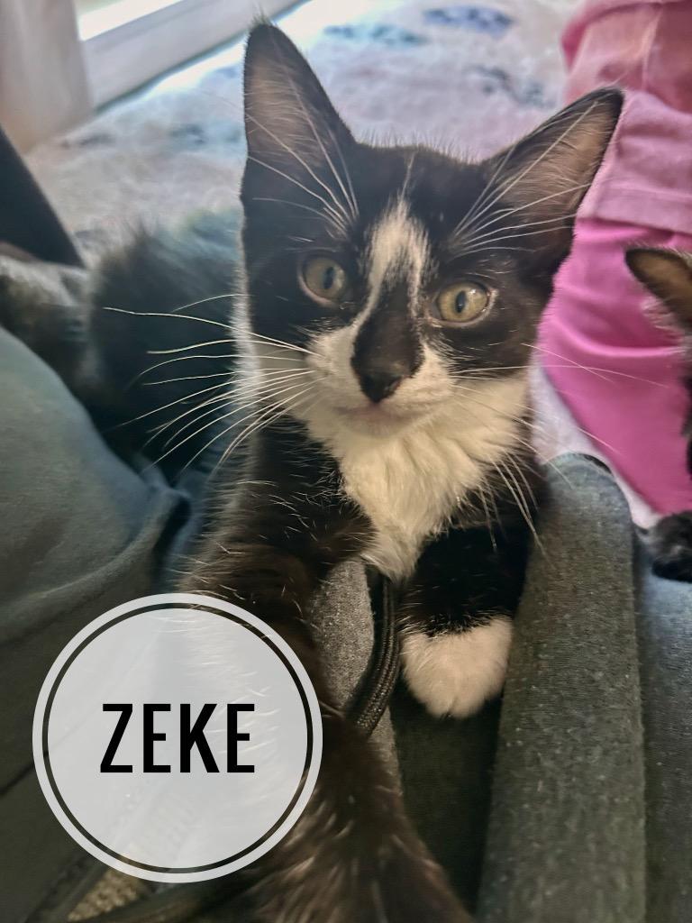 Enlarge Zeke, a Adoptable mixed breed in Tampa, FL image 1/1