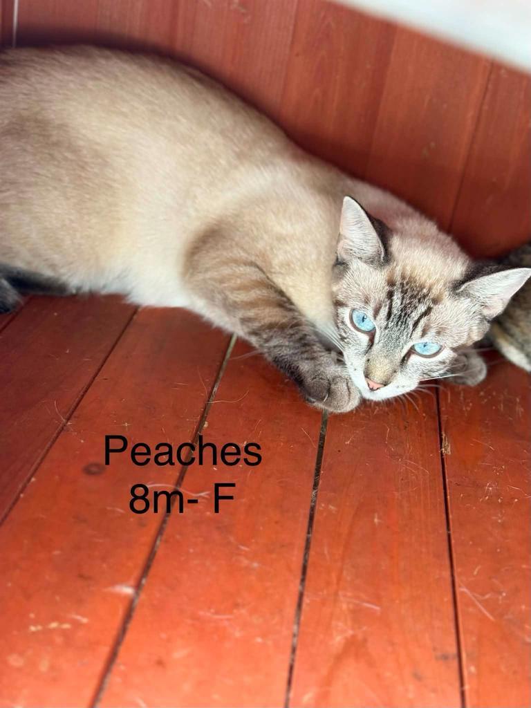 Enlarge peaches, a Adoptable Siamese in Waverly, TN image 1/1