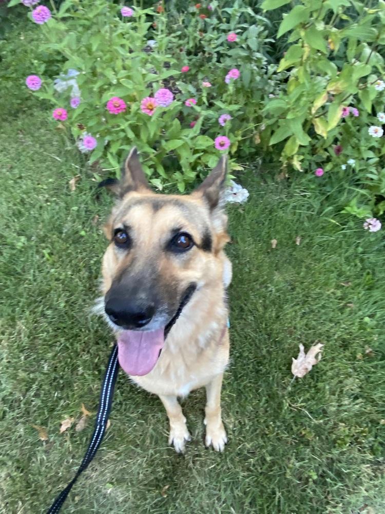 Enlarge 1220 Heidi, a Adoptable mixed breed in Ringwood, IL image 1/6