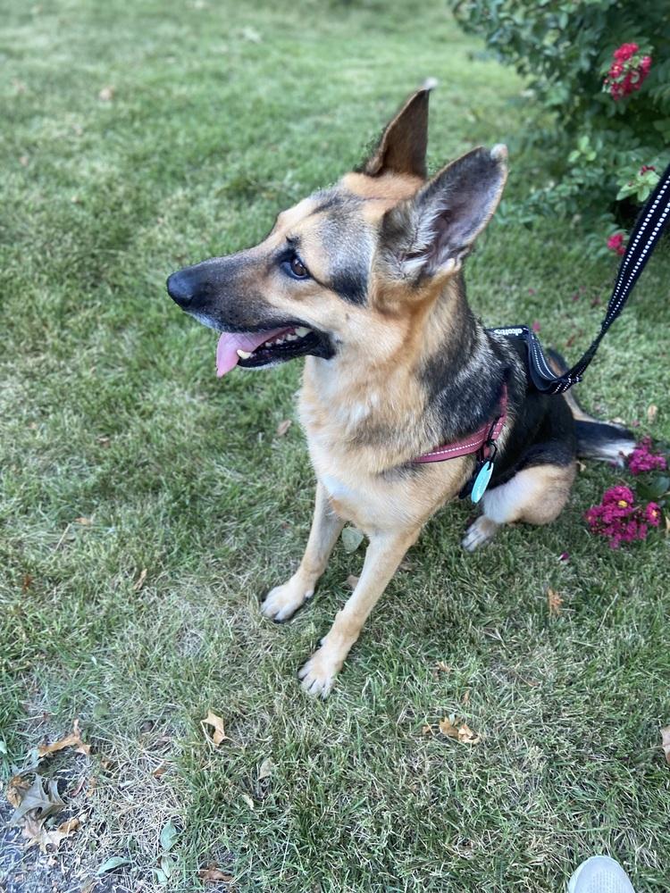 Enlarge 1220 Heidi, a Adoptable mixed breed in Ringwood, IL image 2/6