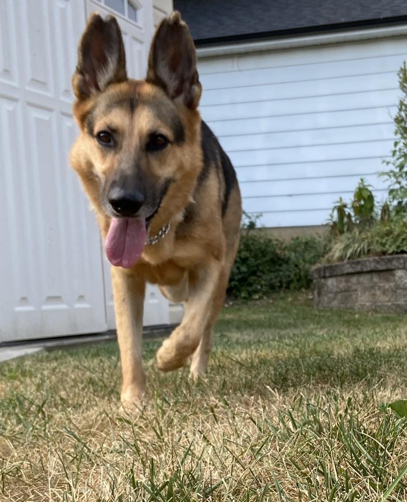 Enlarge 1220 Heidi, a Adoptable mixed breed in Ringwood, IL image 3/6