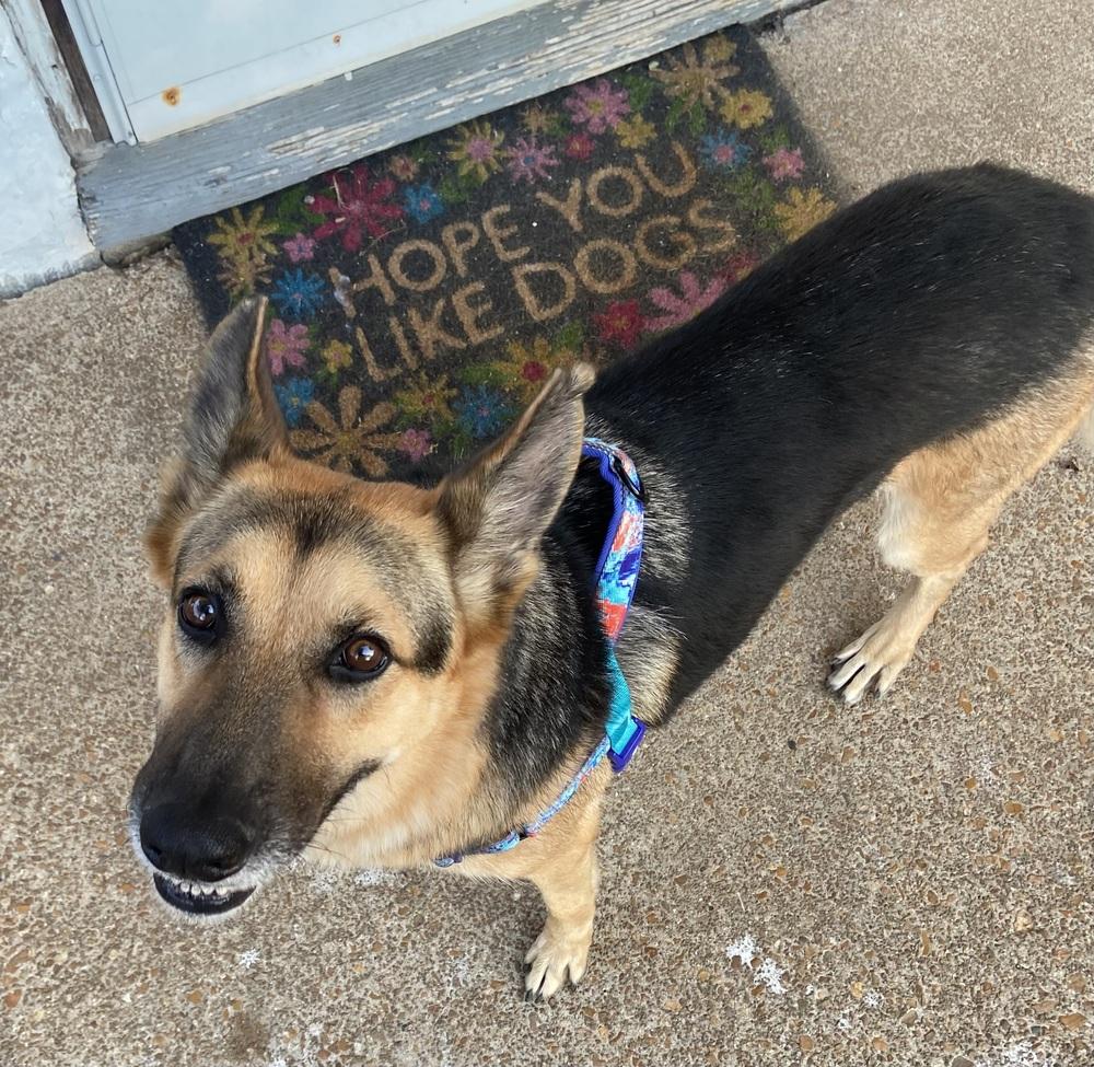 Enlarge 1220 Heidi, a Adoptable mixed breed in Ringwood, IL image 4/6