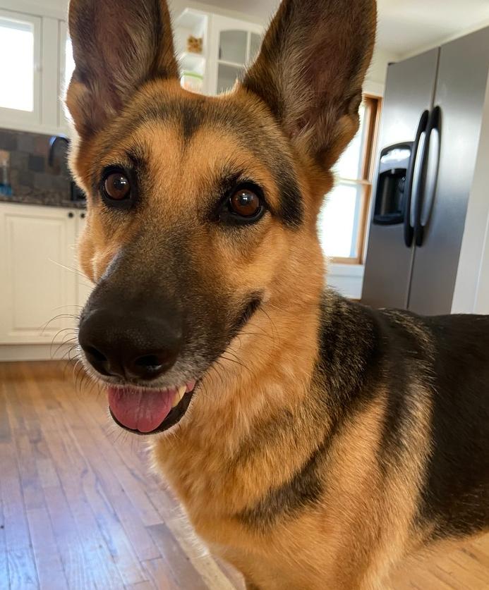 Enlarge 1220 Heidi, a Adoptable mixed breed in Ringwood, IL image 5/6