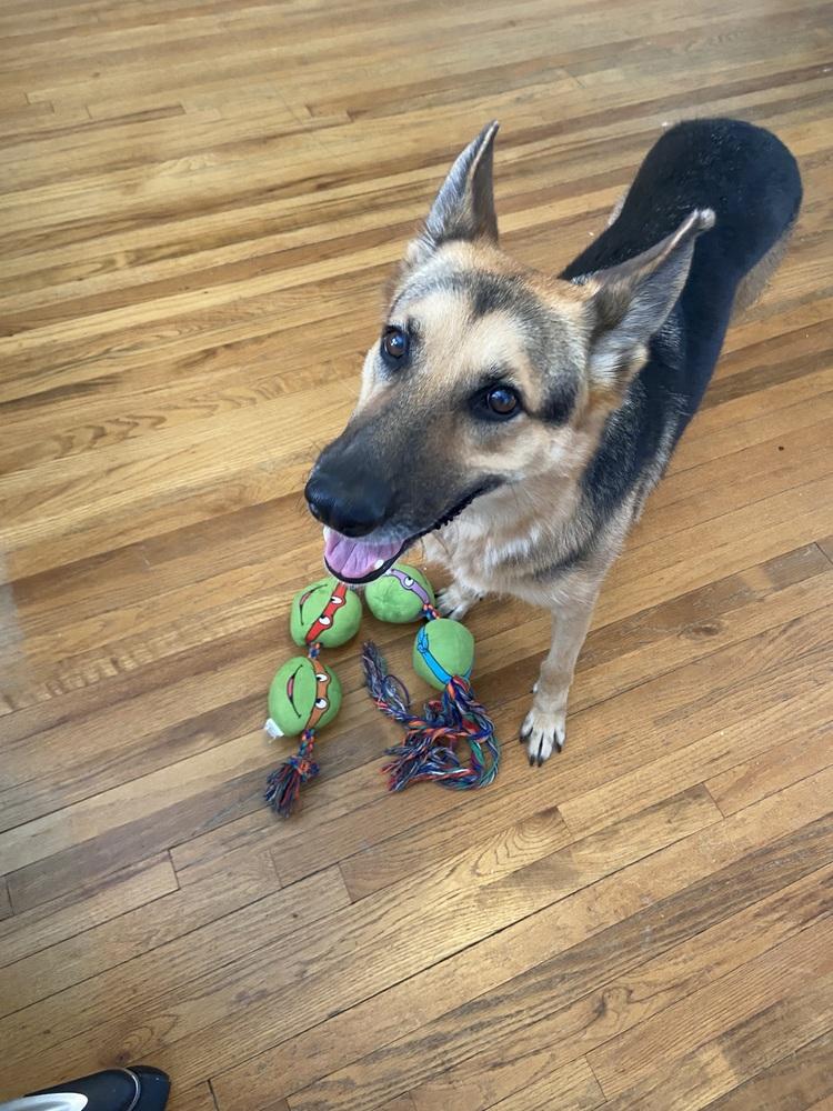 Enlarge 1220 Heidi, a Adoptable mixed breed in Ringwood, IL image 6/6