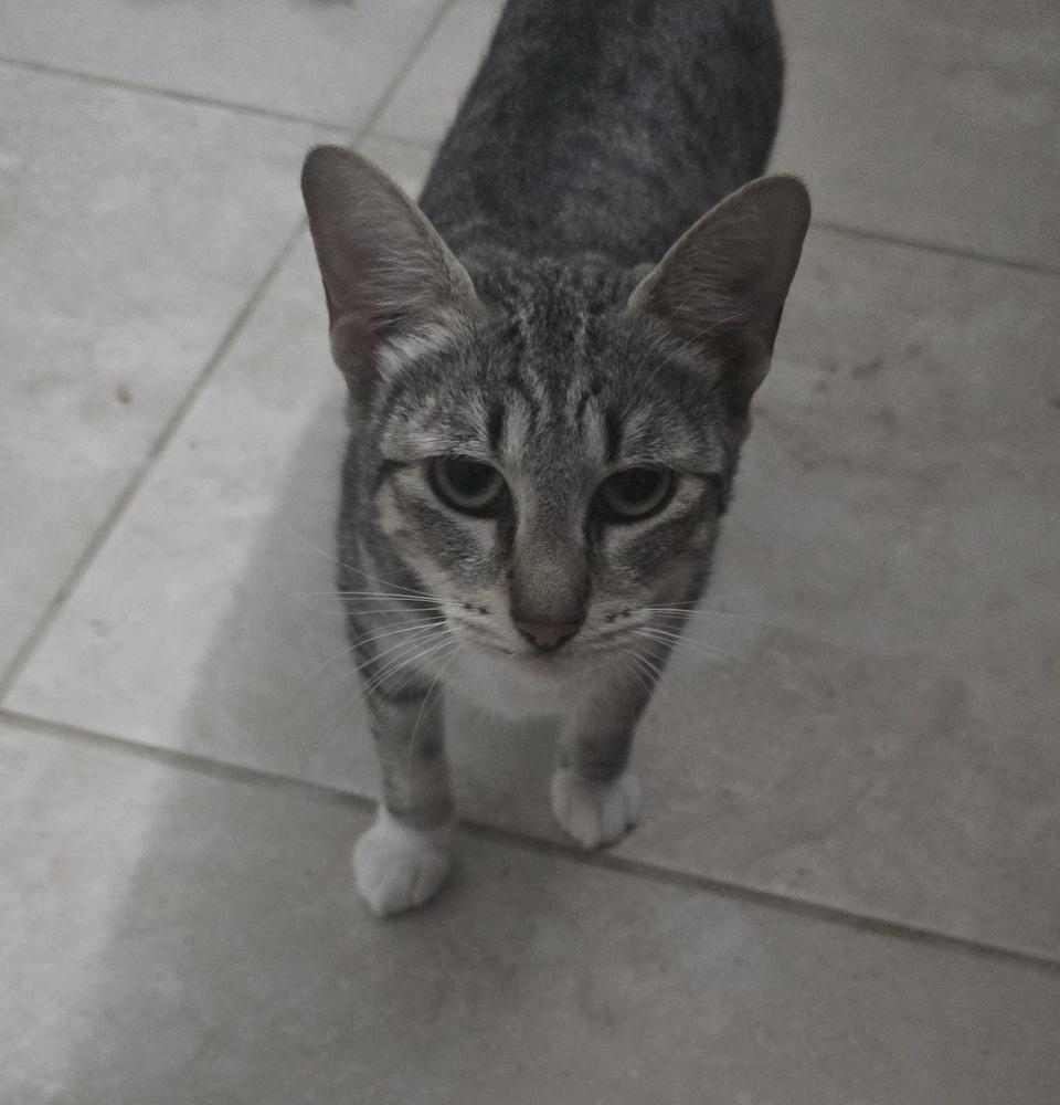 Enlarge Jennyanydots, a Adoptable Domestic Short Hair in Ruskin, FL image 1/1