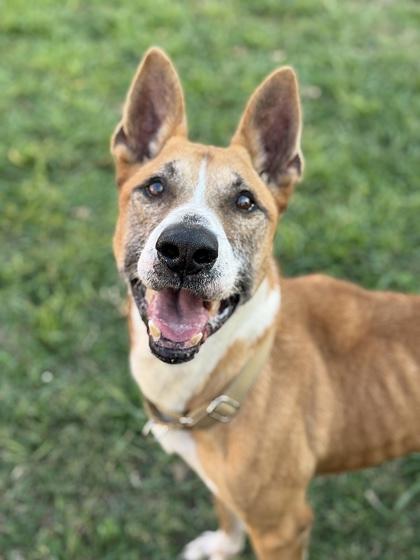 Enlarge Chico, a Adoptable Mixed Breed in West Chester, PA image 1/3
