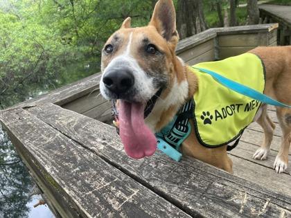 Enlarge Chico, a Adoptable Mixed Breed in West Chester, PA image 2/3