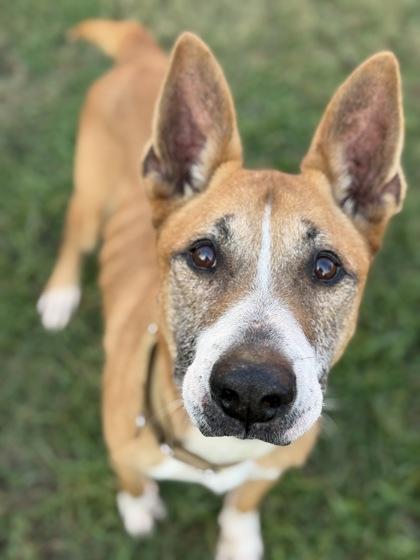 Chico, a Adoptable Mixed Breed in West Chester, PA image 3/3