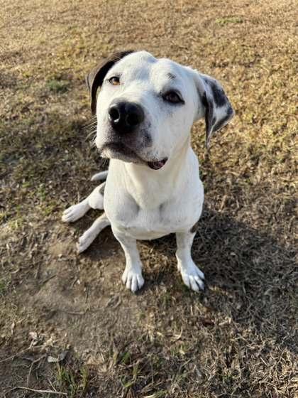 Figgy Pudding, a Adoptable mixed breed in Memphis, TN image 1/3